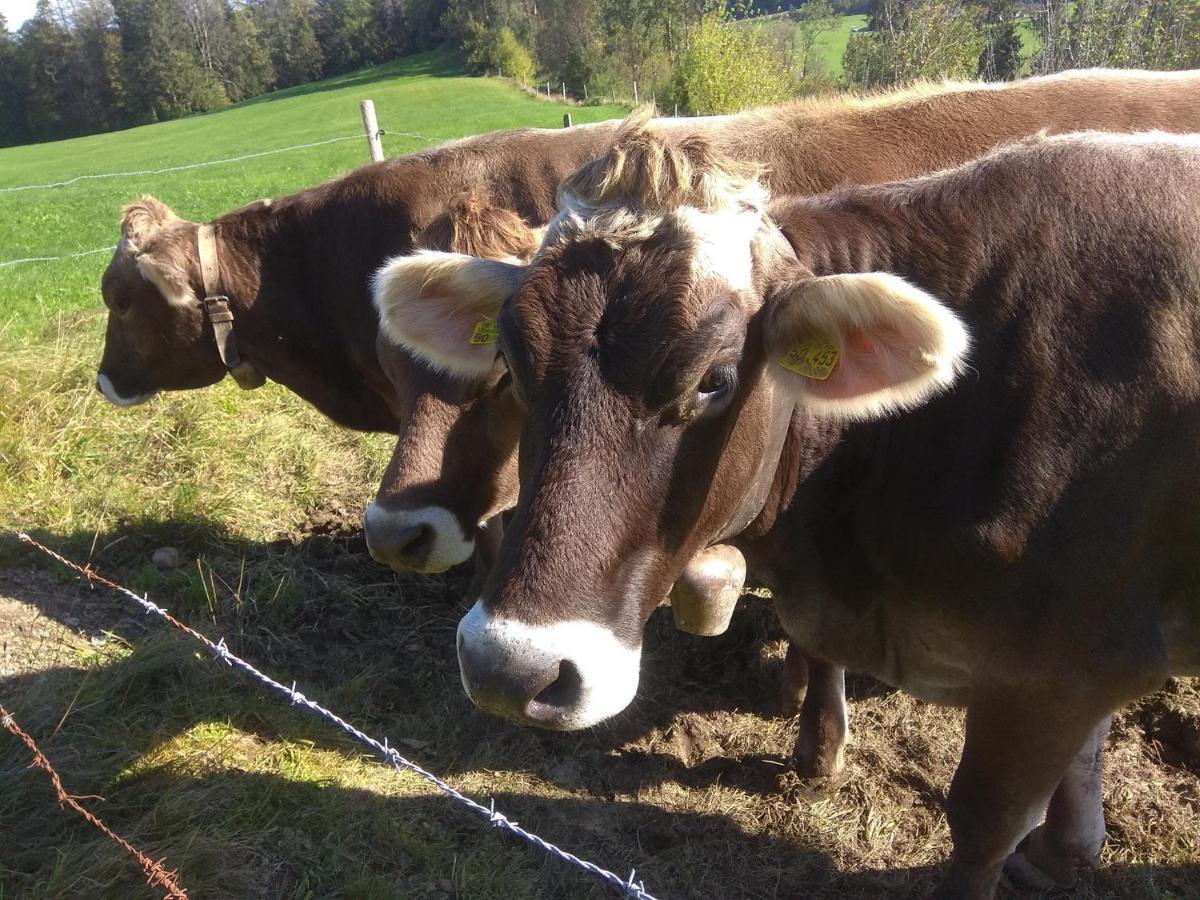 Gemütliches Ferienzimmer Trifts Wangen im Allgäu Exterior foto
